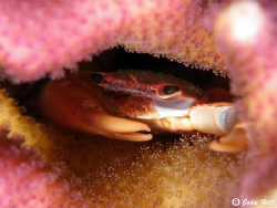 This tiny Coral Crab managed to take time out of his busy... by John Hill 